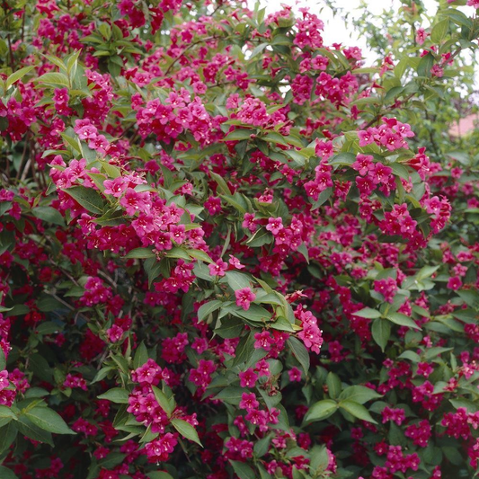 Weigelie 'Bristol Ruby'