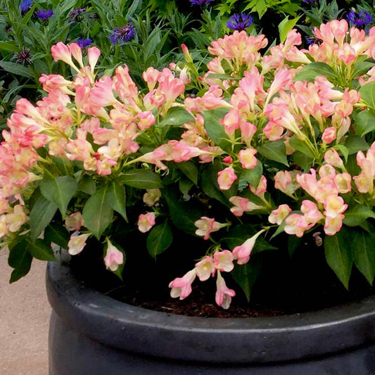 Weigelie 'All Summer Peach'
