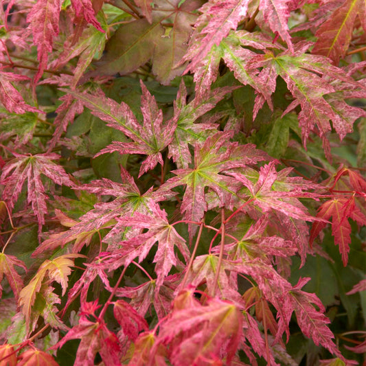 Japanischer Ahorn (Acer 'Phoenix')