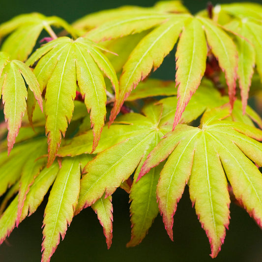 Japanischer Ahorn (Acer palmatum 'Sango-Kaku')