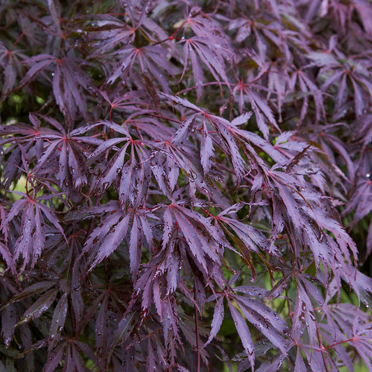 Japanischer Ahorn (Acer 'Trompenburg')