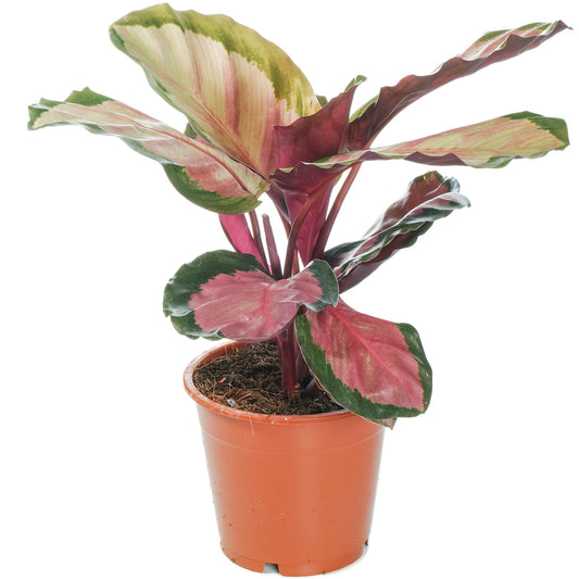 Korbmarante (Calathea 'Rosy')
