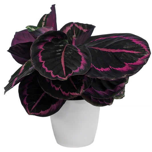 Korbmarante (Calathea 'Surprise Star')