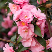 Kamelie (Camellia 'Spring Festival')