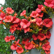 Trompetenblume (Campsis 'Madame Galen')