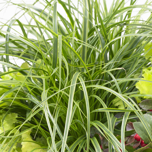 Segge 'Everlime'