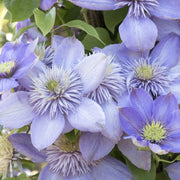 Waldrebe (Clematis 'Blue Light')