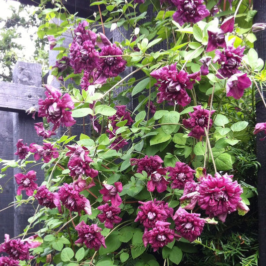 Waldrebe (Clematis) 'Plena Elegans'