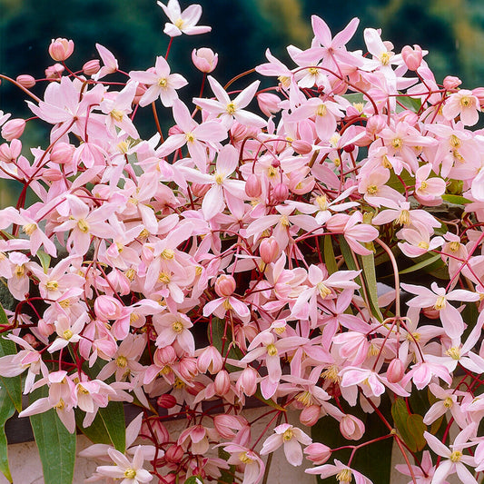 Waldrebe 'Apple Blossom' (Clematis)