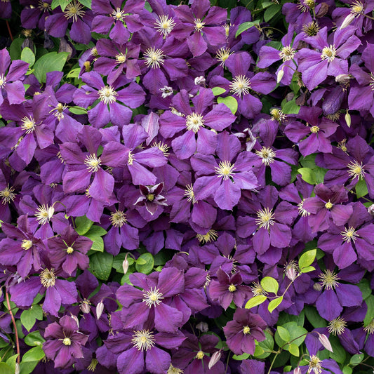 Waldrebe (Clematis 'Jackmanii')
