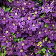 Waldrebe (Clematis 'Jackmanii')