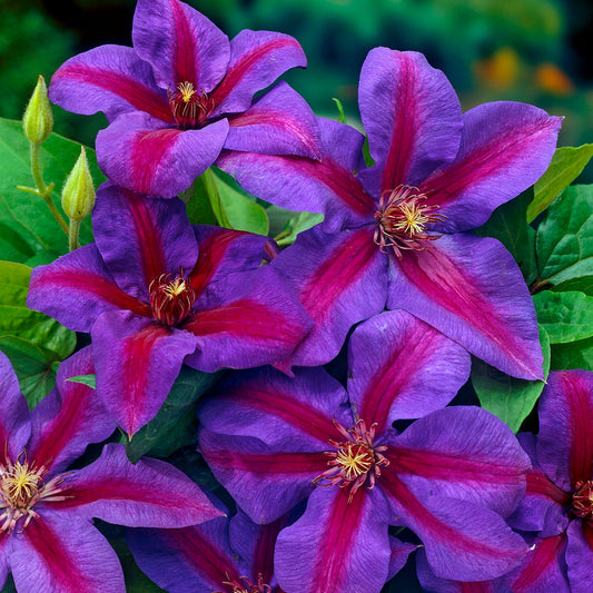 Waldrebe (Clematis 'Mrs N. Thompson')