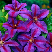 Waldrebe (Clematis 'Mrs N. Thompson')