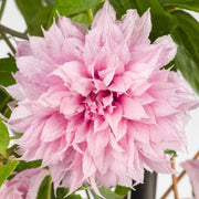 Waldrebe (Clematis 'Multi Pink')