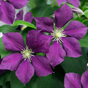 Waldrebe (Clematis 'Warszawska')