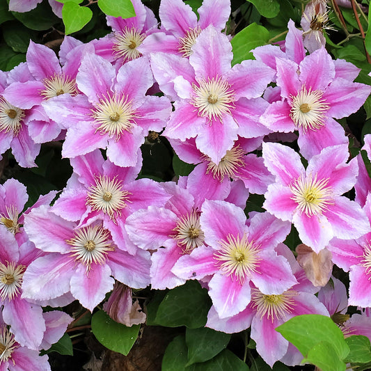 Waldrebe (Clematis 'Piilu')