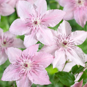 Waldrebe (Clematis 'Pink Fantasy')