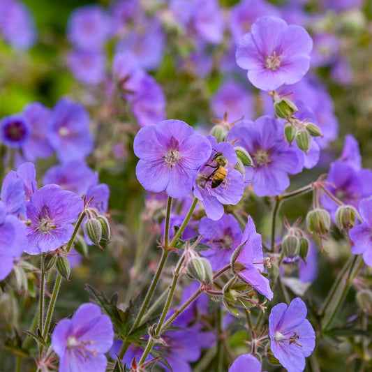 Storchschnabel 'Boom Chocolatta' (Geranium)