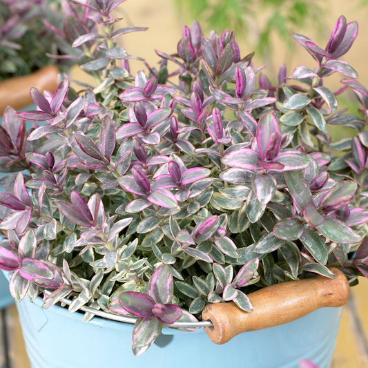 Hebe ‚Silver Dollar‘