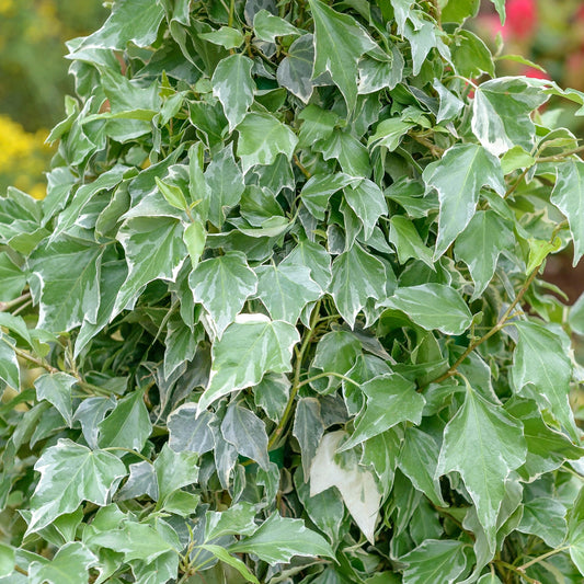 Efeu 'Glacier' (Hedera)