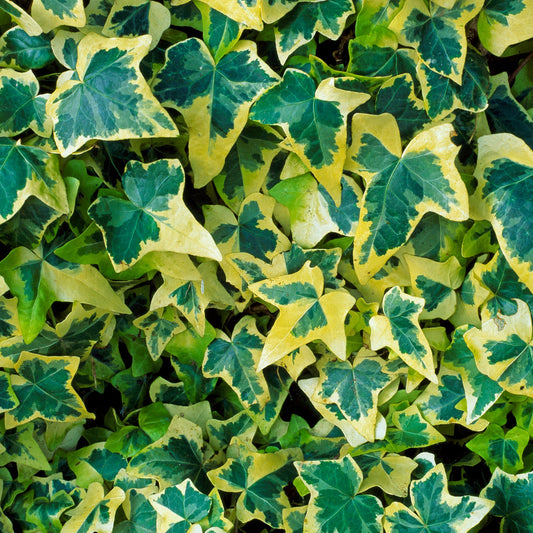 Efeu 'Goldchild' (Hedera)