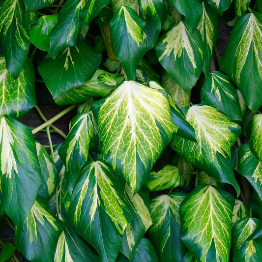 Efeu 'Sulphur Heart' (Hedera)