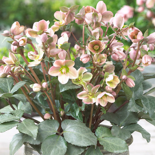 Christrose 'Angel Glow' (Helleborus)