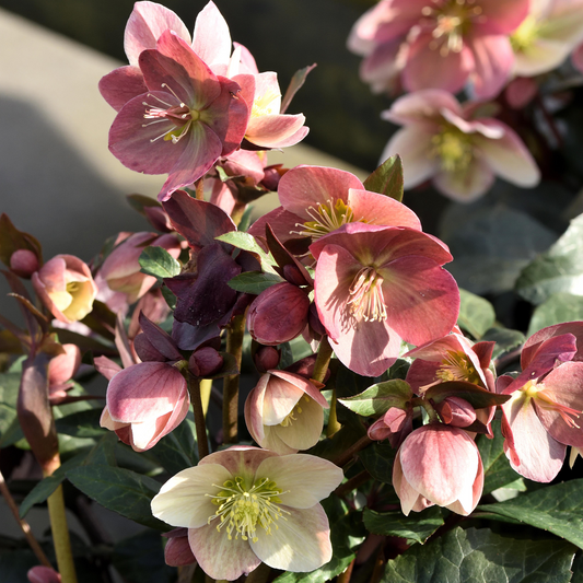 Christrose (Helleborus 'Pirouette')
