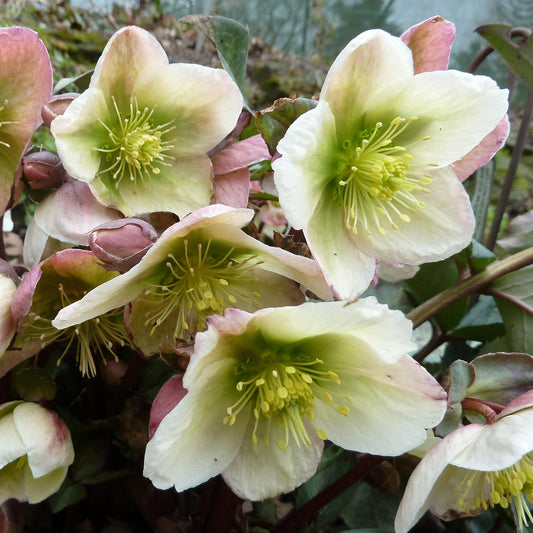 Christrose (Helleborus 'Winter Moonbeam')