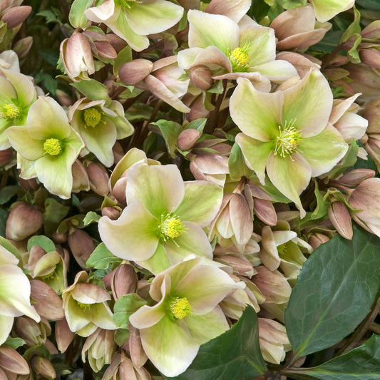 Christrose (Helleborus 'Winter Sunshine')