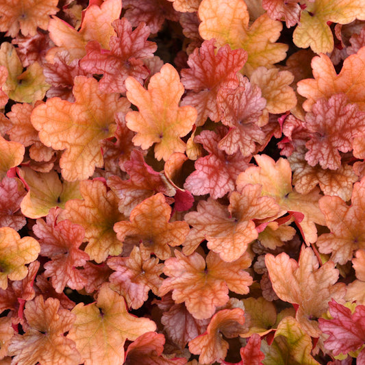 Purpurglöckchen (Heuchera 'Peach Flambe')