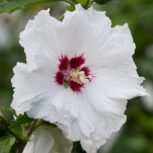 Garteneibisch (Hibiscus 'French Pinky Spot')