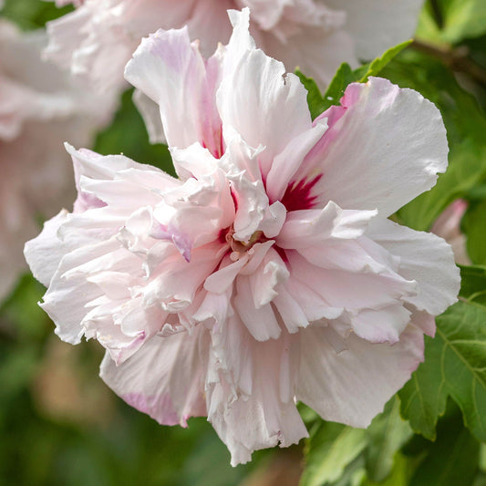 Garteneibisch (Hibiscus 'French Cabaret Pastel')