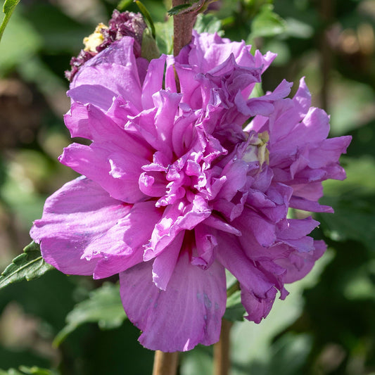 Garteneibisch (Hibiscus 'French Cabaret Purple')