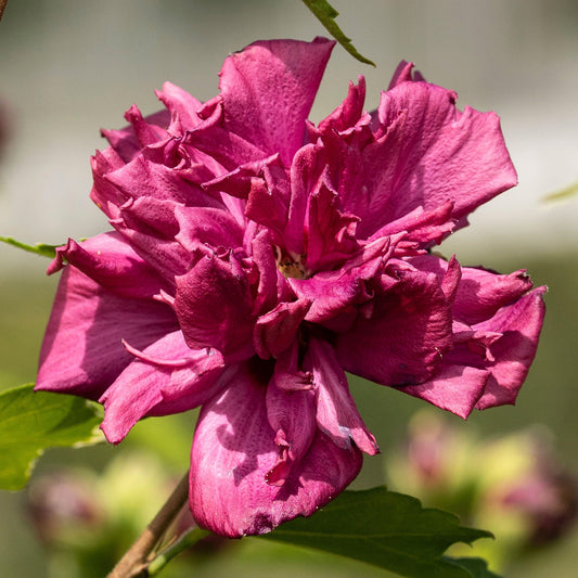 Garteneibisch (Hibiscus 'French Cabaret Red')