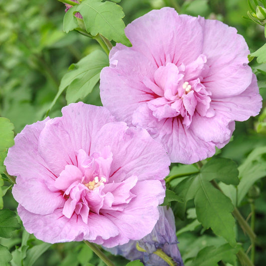Garteneibisch (Hibiscus 'French Lavender Chiffon')