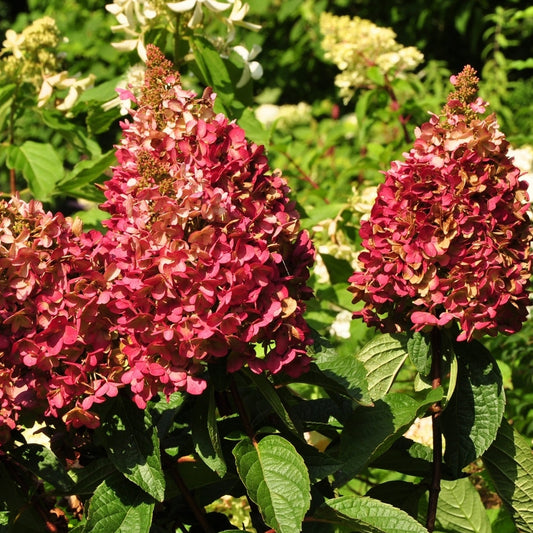 Hortensie 'Wim's Red'