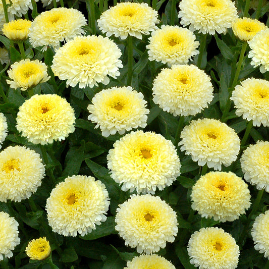 Margerite 'Luna' (Leucanthemum)