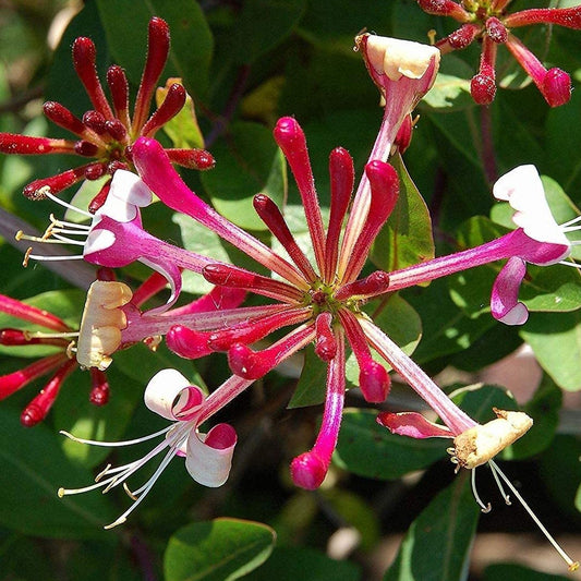 Geißblatt 'Red World' (Lonicera)