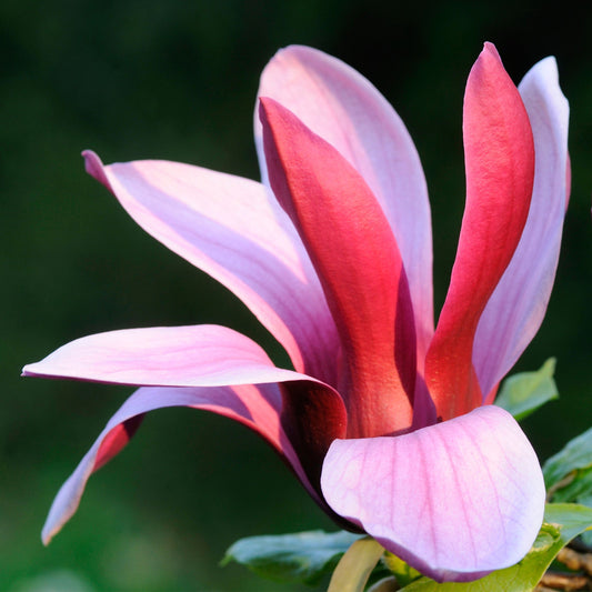 Magnolie 'Nigra'