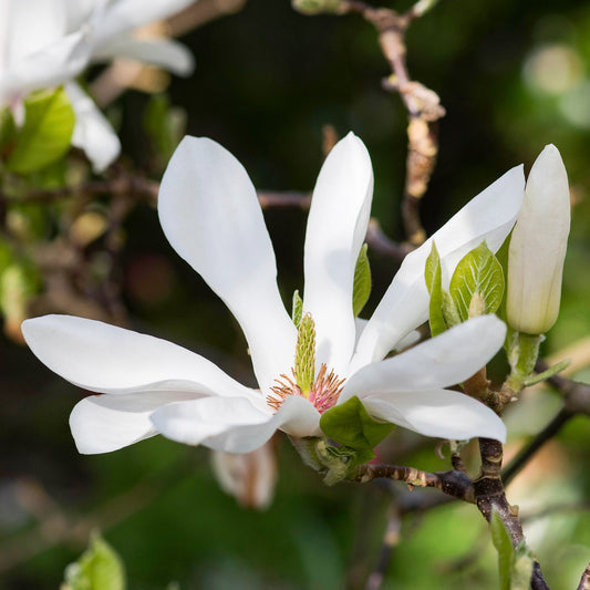 Magnolie 'Alba Superba'
