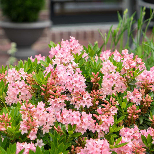 Rhododendron 'Bloombux Magenta'