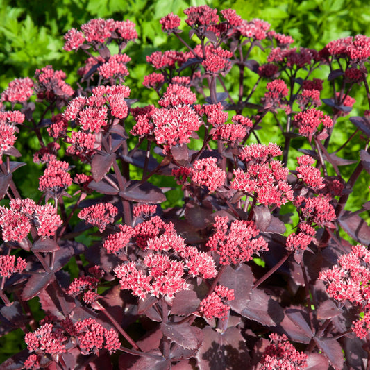 Fetthenne 'Chocolate Cherry' (Sedum)