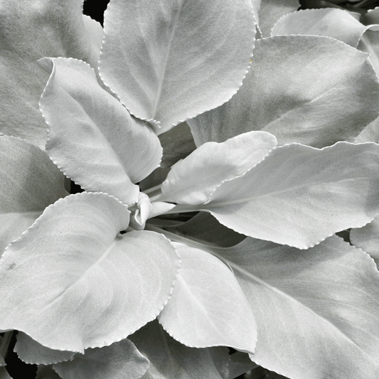 Greiskraut 'Angel Wings' (Senecio)