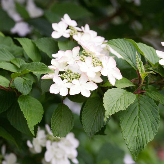 Japanischer Schneeball 'Kilimanjaro' (Viburnum 'Kilimanjaro')