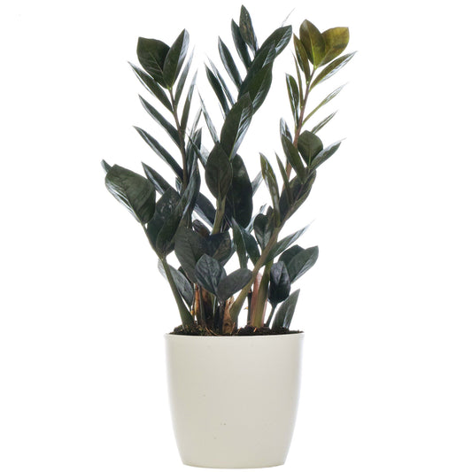 Glücksfeder (Zamioculcas 'Raven')